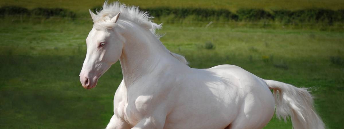 Cremello Coloured Horses